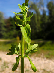 Hypericum perforatum or Perforate St John's-wort, common Saint John's wort and St John's wort,flowering plant in the family Hypericaceae, anti depressive medicinal plant