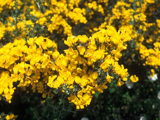 GENET A BALAIS cytisus scoparius