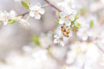 Cherry blossoms spring background. Honey bee pollinate white flowers of blooming tree.