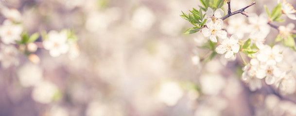 Cherry blossoms spring background. Branch of blooming tree with white flowers. Wide angle panoramic shot.