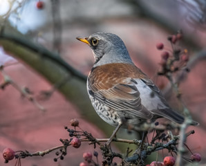 Wacholderdrossel im Baum