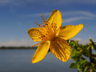 Hypericum perforatum or Perforate St John's-wort, common Saint John's wort and St John's...