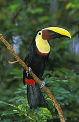 TOUCAN DE SWAINSON ramphastos swainsonii