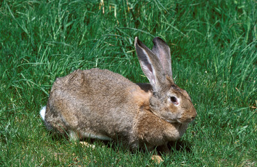 LAPIN GEANT DES FLANDRES