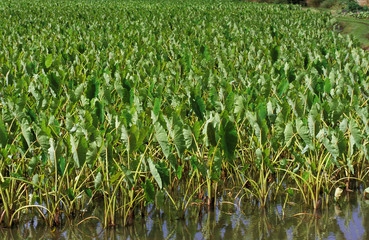 TARO colocasia esculenta