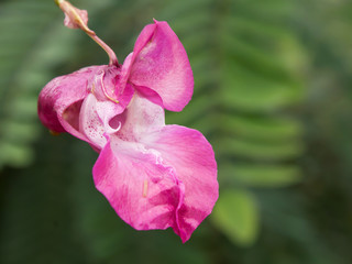 Impatiens glandulifera or Himalayas Policeman's Helmet, a large annual hollow stem plant, Himalayan Balsam, Balsaminaceae family