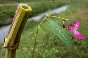 Impatiens glandulifera or Himalayas Policeman's Helmet, a large annual hollow stem plant, Himalayan Balsam, Balsaminaceae family