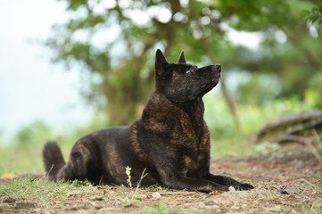 甲斐犬