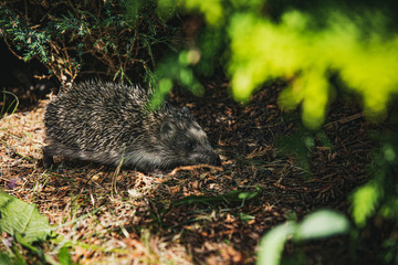 wild nature scene with hedgehog, selective focus and soft light