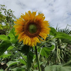 sunflower in field