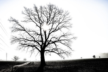 old alone tree in hazy morning with empty space, selective focus scene
