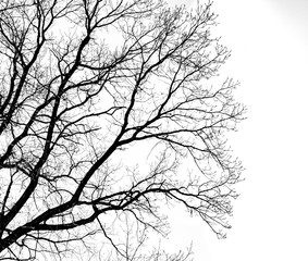 Fototapeta na wymiar full covered image of tree branches silhouette