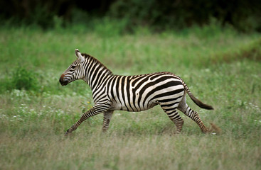 ZEBRE DE GRANT equus burchelli boehmi
