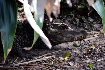nasty crocodile