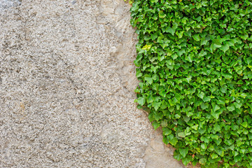 Green creeper on the stucco cracked dirty wall