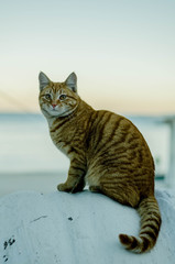 A red cat sits on a fence and looks at the sea.