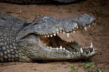 Obraz premium Krodil mit Zähnen