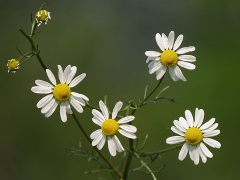 Chamomile (Matricaria chamomilla) or Matricaria recutita, chamomile, camomile, German chamomile, Hungarian chamomile, wild chamomile, scented mayweed, healing medical plant in family Asteraceae