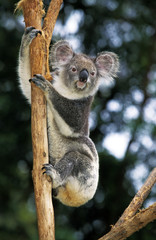KOALA phascolarctos cinereus