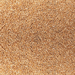 Food Background with Wheat Grains