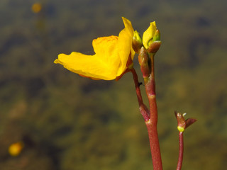  Southern bladderwort (Utricularia australis) carnivorous plant, insect eating plant aquatic...