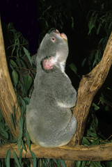 KOALA phascolarctos cinereus