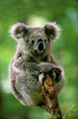 KOALA phascolarctos cinereus © slowmotiongli