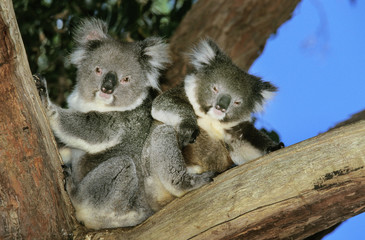 KOALA phascolarctos cinereus