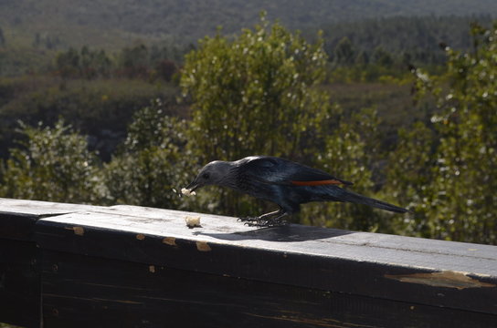 essender Vogel