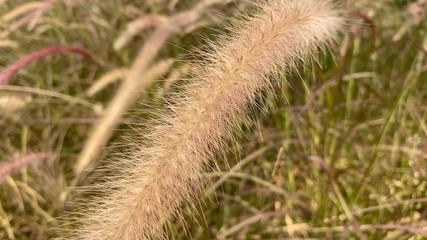 Fototapeta premium Pink African fountain flower blooming grass field in Thailand