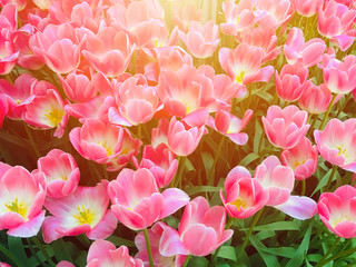 Tulip flower field pink color vivid vibrant and most beautiful flora with sunshine.