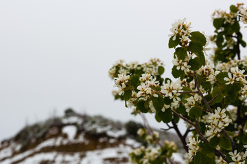 White flowers in a snowy landscape