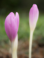 Autumn crocus (Colchicum autumnale), meadow saffron or naked ladies, toxic autumn-blooming flowering plant, family Colchicaceae, deadly poisonous plant