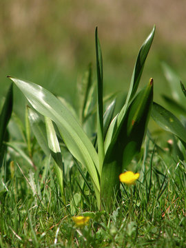 Autumn crocus (Colchicum autumnale), meadow saffron or naked ladies, toxic autumn-blooming flowering plant, family Colchicaceae, deadly poisonous plant