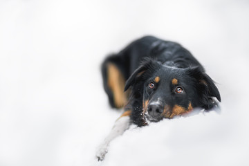 Black Australian Shepherd and winter time