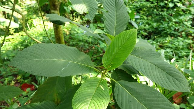 Mitragyna speciosa leaf (kratom), plant in thailand, Kratom is Thai herbal which encourage health