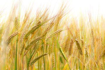 Green rye wheat field. Rye ears close up. Growing crops