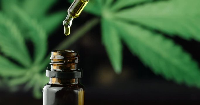 CBD Hemp oil, Hand holding droplet of Cannabis oil against Marijuana plant. Alternative Medicine. 4k slow motion