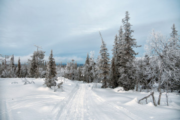 Fototapeta na wymiar Winter landscape with fir trees. Russia. North Karelia
