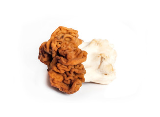 Gyromitra esculenta mushroom (known as False morel) isolated on white background