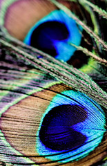 Fototapeta premium Artictic exotic tropical Peacock Feathers composition, vibrant backdrop.