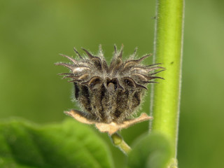 Abutilon theophrasti, velvetleaf, velvet plant, velvetweed, Chinese jute, China jute, crown weed, buttonweed, lantern mallow, butterprint, pie-marker or Indian mallow, family Malvaceae