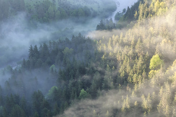 Fototapeta premium Morning mist on the river, sunbeams breaking through the fog. Fairytale mystical foggy forest