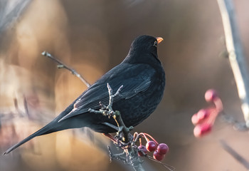 Amsel im Sonnenschein
