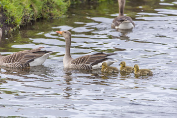 Panorama of a Dutch Goose family near kinderdijk