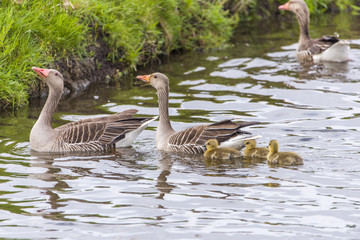 Panorama of a Dutch Goose family near kinderdijk