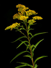 Tall goldenrod or giant goldenrod (Solidago gigantea), North American plant species in the...