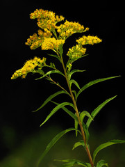 Tall goldenrod or giant goldenrod (Solidago gigantea), North American plant species in the sunflower family Asteraceae, invasive American species spreading in Europe