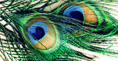 Artictic exotic tropical Peacock Feathers composition, vibrant backdrop.