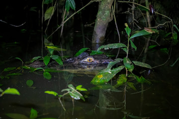 Black Caiman half submerged looking at you